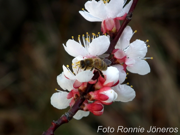 aprikosblomma